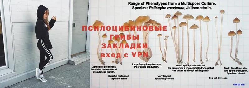 Галлюциногенные грибы Magic Shrooms  закладка  Белоярский 